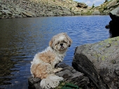 DALLE BAITE DI MEZZENO AL MONTE TONALE mt. 2.425 il 10 settembre 2011) - FOTOGALLERY